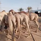 الكمية الكبيرة والسعر الصغير عندنا قعدان جمله وتفريد