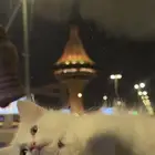 قط شيرازي
