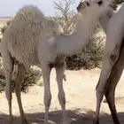 قعود مشروع فحل حيسوني