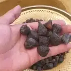 زبيب حماط