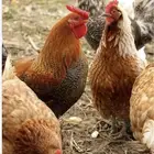 مطلوب دجاج بياض العمر 7شهور