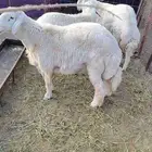 للبيع 3 طليان