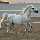 فرس خط جمال   مهرة