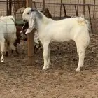 تيس مشروك صنف الصنف