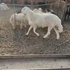 مشروع فحل صنف