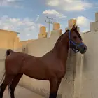 حصان واهو فاخر