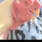 دجاجه وديك فارسي