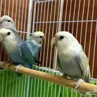 4 بغبغاء روز منها اثنين زوج منتج للتواصل واتس اب