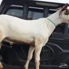 تيس مشروع فحل بيشي