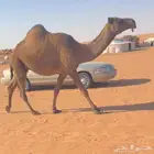 للبيع لقحه