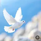 حمام منوع للبيع