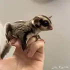 فرخ شوقر قلايدر انثى