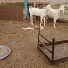 معزا للبيع