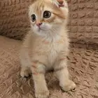 قط كتن سكوتش تربل فولد تم البيع