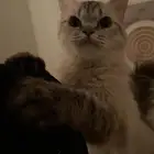 قطة لتبني