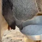 خلفه حمرا مصغر