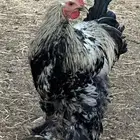 ديوك براهما وأطقم براهما دجاجة وديك