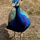جوز طاوس جوز طاؤوس
