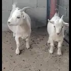 تيس قزم .. قزمي .. ماعز قزم ق