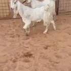 جفار مشاريك عارضي مصري