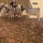 جفارات حيل وشحم