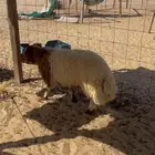 خرفان فل ظهر وطرف