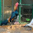 شامو ياباني فاخر