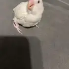 فرخ روز البينو باقي غر