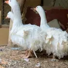 وز مفتل ابيض توب