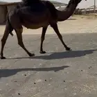 ثلاث ابل القحات مجاهيم اباكير