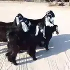 للبيع عوراض جفار