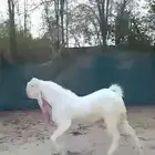 للبيع تيس ثني
