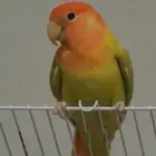 طير روز ضائع بالسويدي الغربي