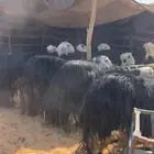 نجد متابيع وحصيب