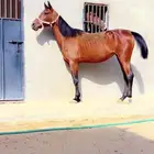 فرس للبيع نجران