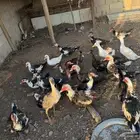 بط شهرمان صحة 100 100