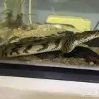 سمك ابو بشير سمكه البشير التايجر