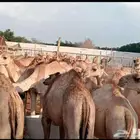 قعدان صومالي مفاريد تبارك الرحمن وتيوس صومالي جذعان