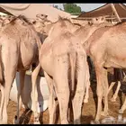 قعدان صومالي مفاريد