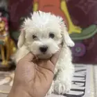 جراوي مالتيز