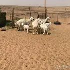 حريات مواليد