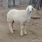 تم البيع وتحويل عمولة الموقع