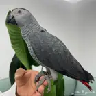 كاسكو كونغو سوبر سوبر جامبو