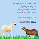 طليان سواكني مرابي