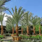 توريد وزراعة جميع انواع النخيل المثمرة نقائل وفسائل