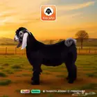 تيس كشميري - عرض خاص - نصف تيس 299 ريال جدة توصيل تابي تمارا