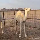 حشو طيبة بالحيل الموقع عفيف
