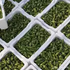 شركة توريد خضار وفواكة