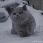 سكوتش منشكن بلو اطرافه قصيره ((للتزاوج))