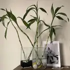 ساق البامبو